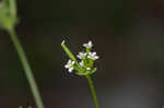 Hairyfruit chervil